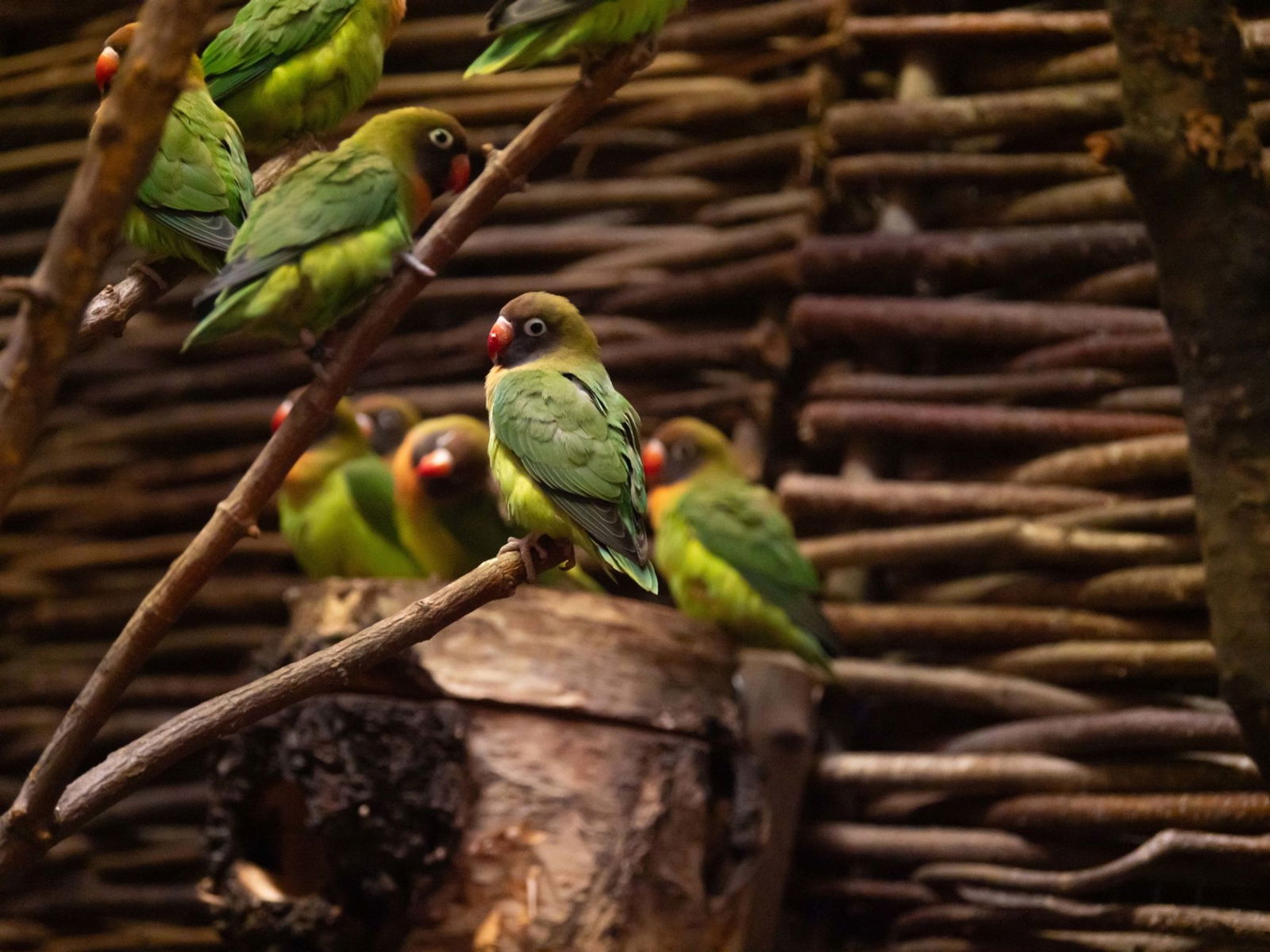 19 der sogenannten Liebesvögel sind im Zoo eingezogen. 
