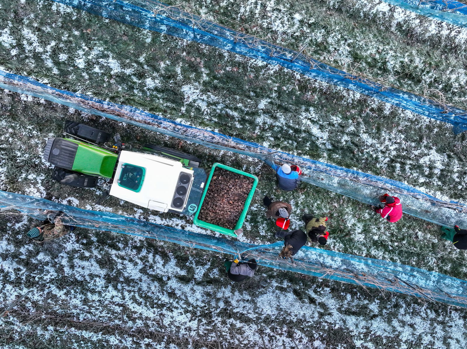 «Die gefrorenen Trauben fallen wie Murmeln in die Eimer», sagt ein erfolgreicher Winzer. (Archivbild)
