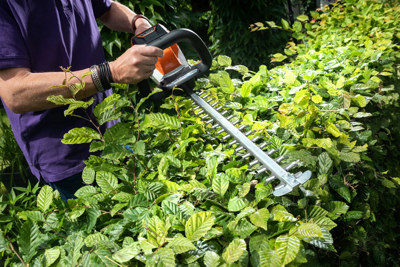 Mit dem Verbot sollen Tiere geschützt werden. (Archivbild)