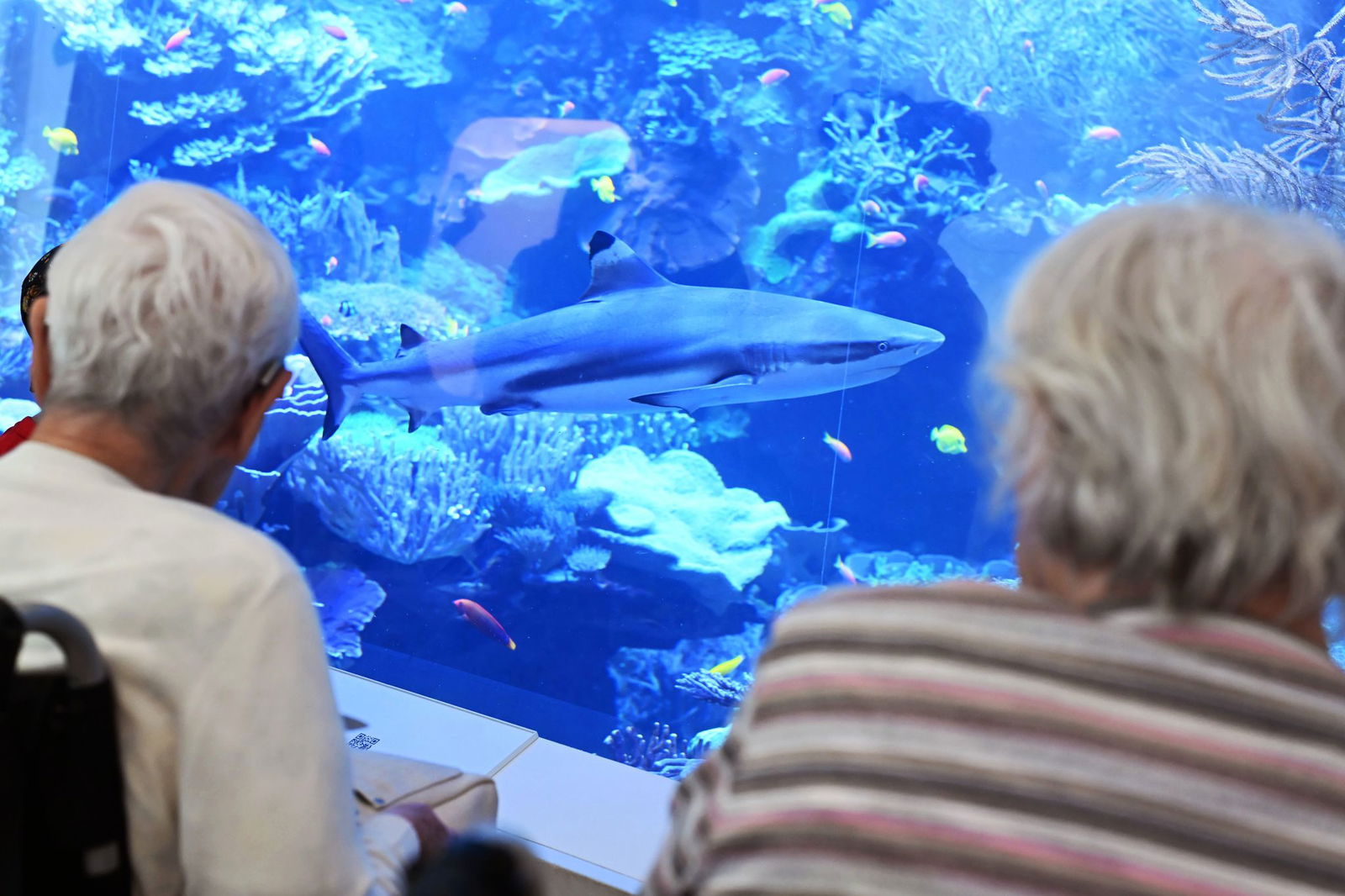 Hai-Dame Karla bekommt wieder einen Partner. 