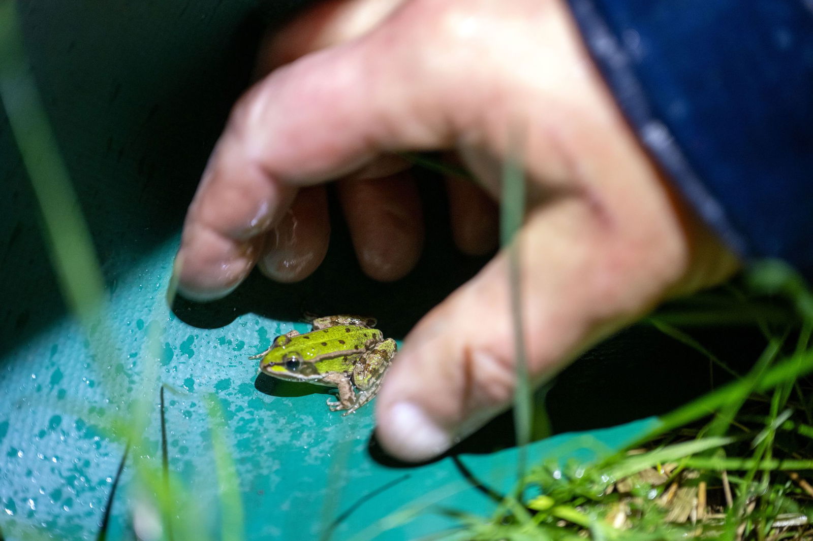 Wenn ehrenamtliche Helfer nicht wären, würden noch mehr Amphibien bei ihrer Wanderung überfahren. (Archivbild). 