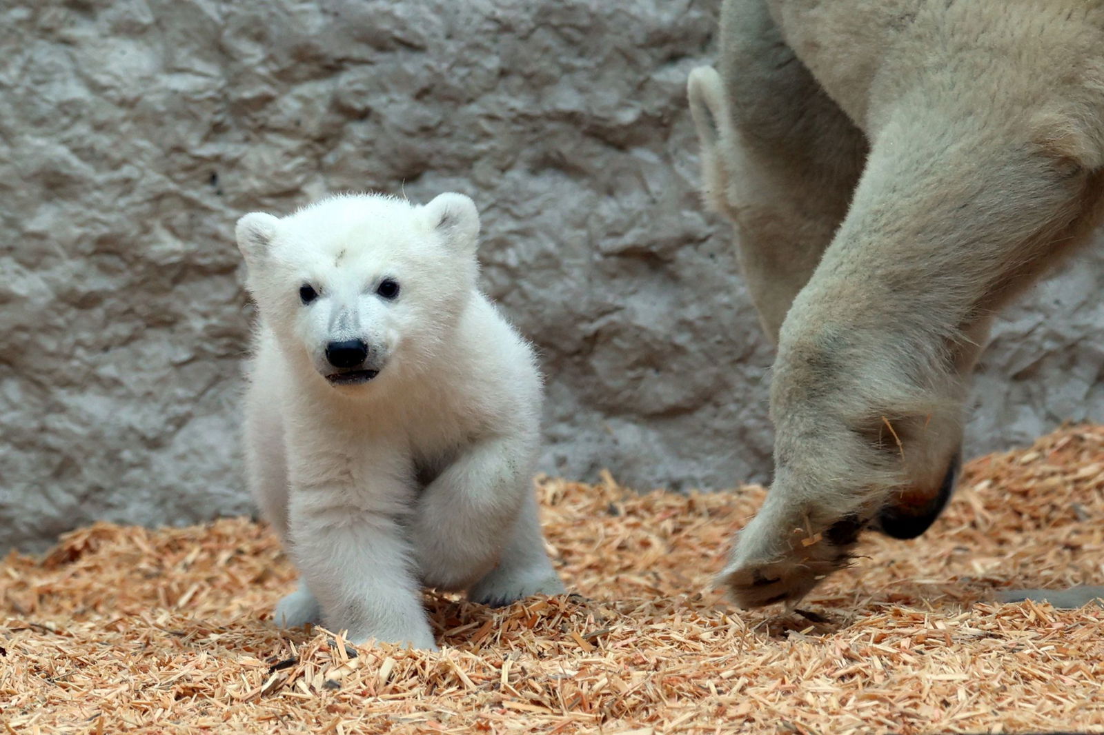 Das Karlsruher Eisbärbaby ist zurück in der Außenanlage.