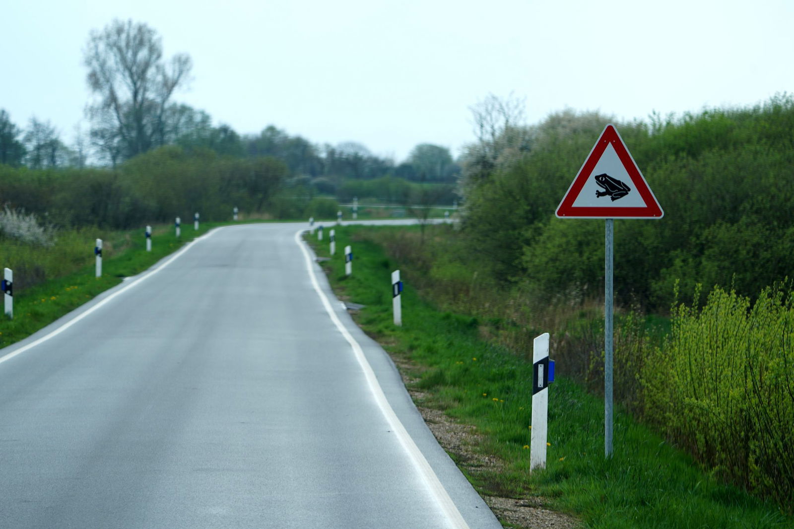 Bei milderen Temperaturen machen sich Tausende Amphibien auf den Weg und überqueren Straßen. (Archivbild)
