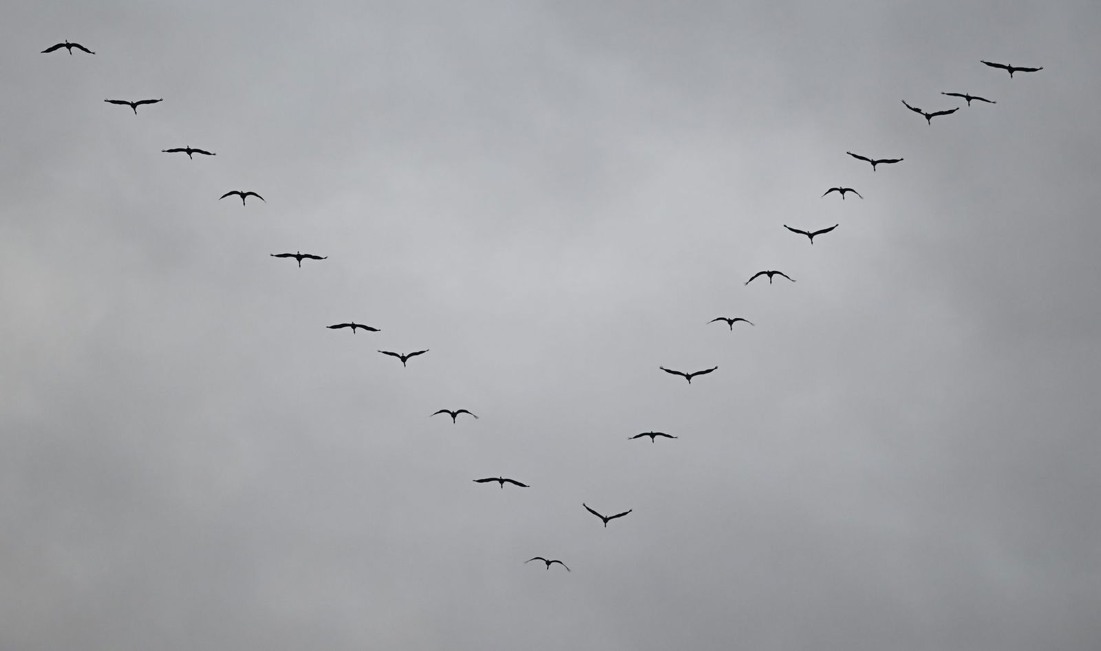 Kraniche fliegen auf dem Weg von ihren Winterquartieren in ihre Brutreviere auch über Rheinland-Pfalz. (Archivbild)