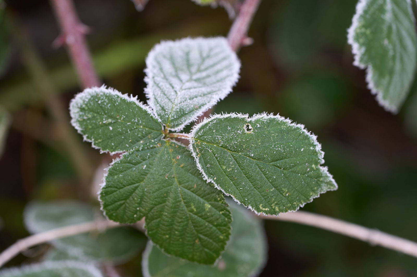 Es bleibt in den kommenden Tagen frostig. (Archivbild)