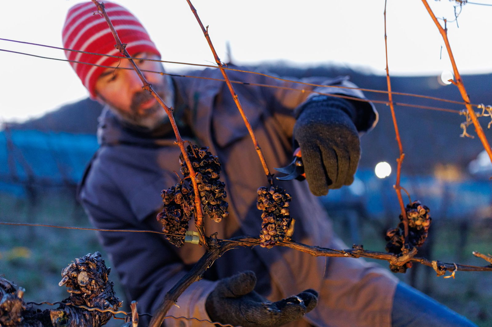 In 8 der 13 Anbaugebiete konnte Eiswein für den Jahrgang 2024 gelesen werden. Aber von weniger als 30 Betrieben. (Archivfoto)