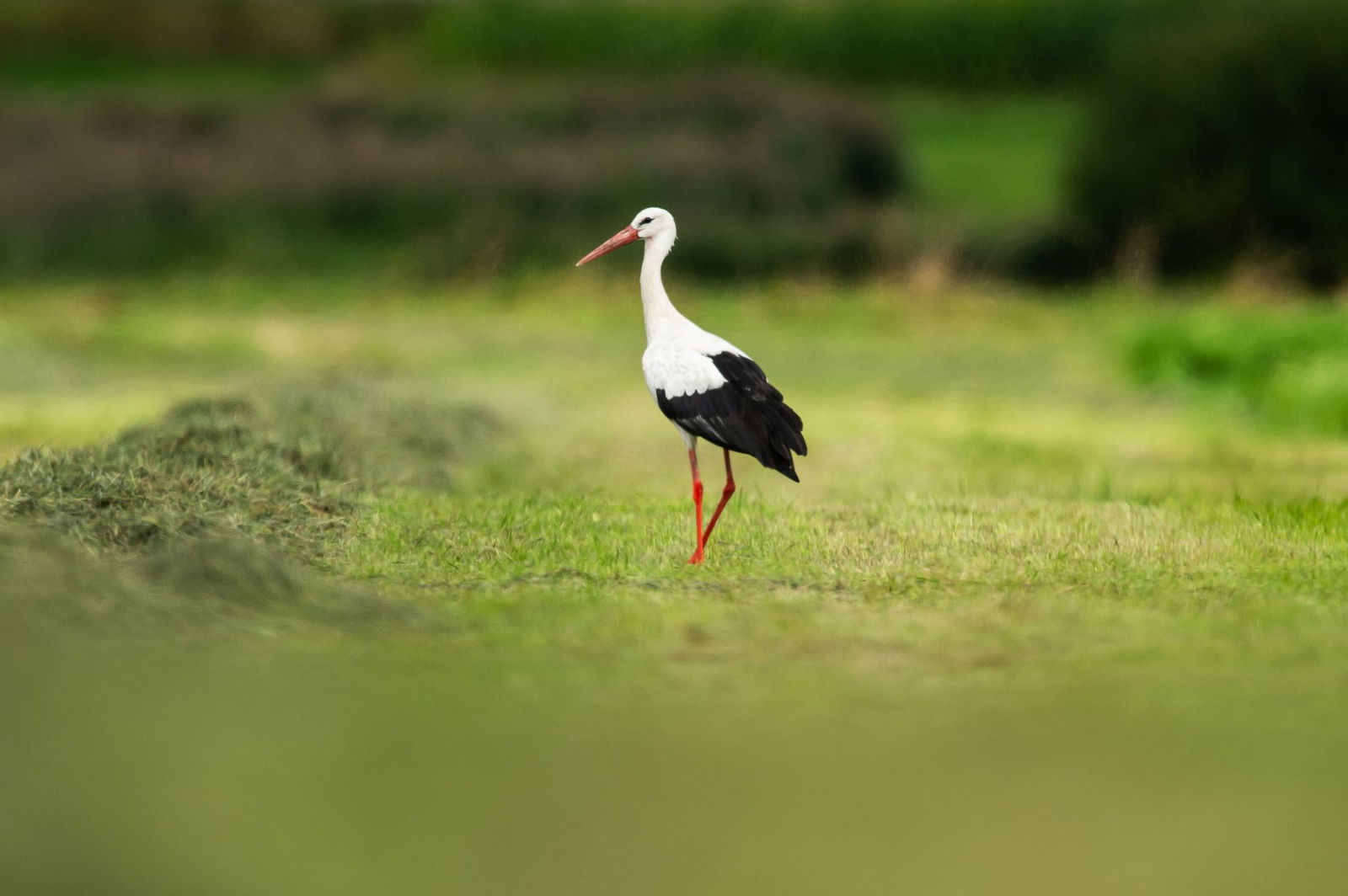 Die ersten Störche sind schon wieder zurückgekehrt. Manche waren gar nicht weg. (Archivbild)