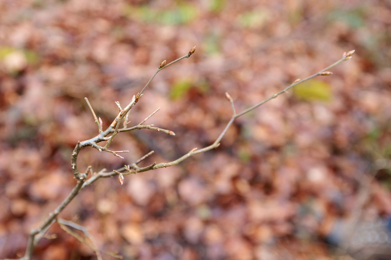 Die kleinen Knospen werden abgefressen. 