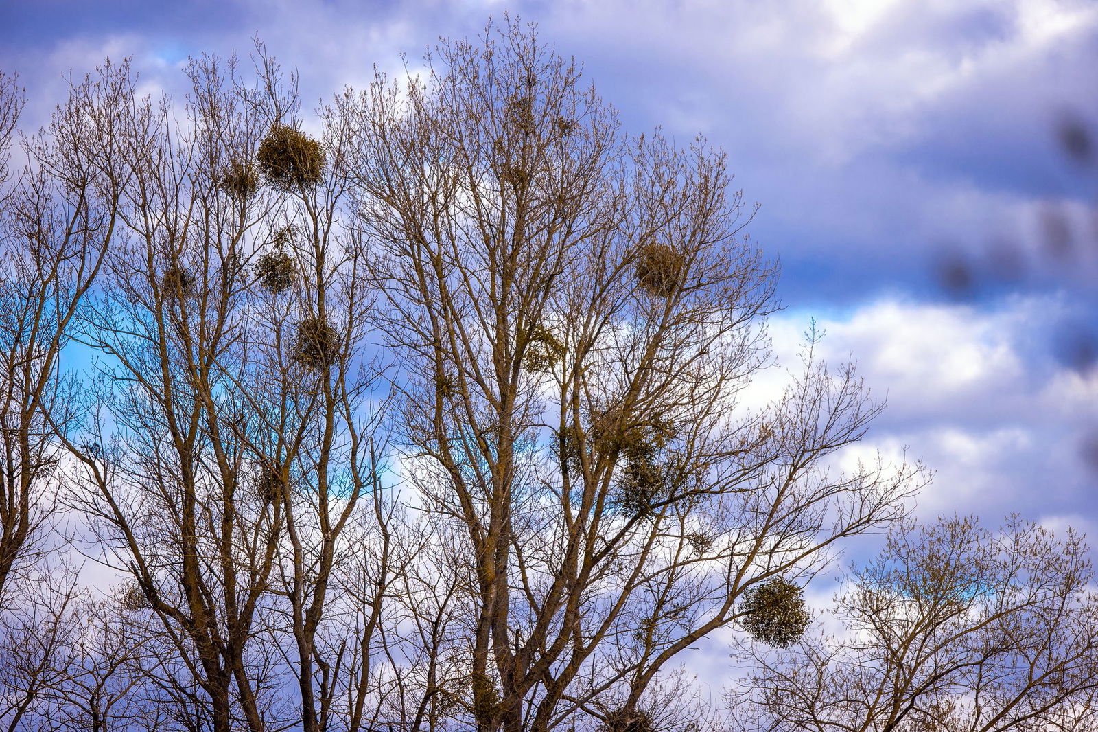 Das Saarland hat in manchen Regionen mit stärkerem Mistelbefall zu kämpfen. (Archivbild) 
