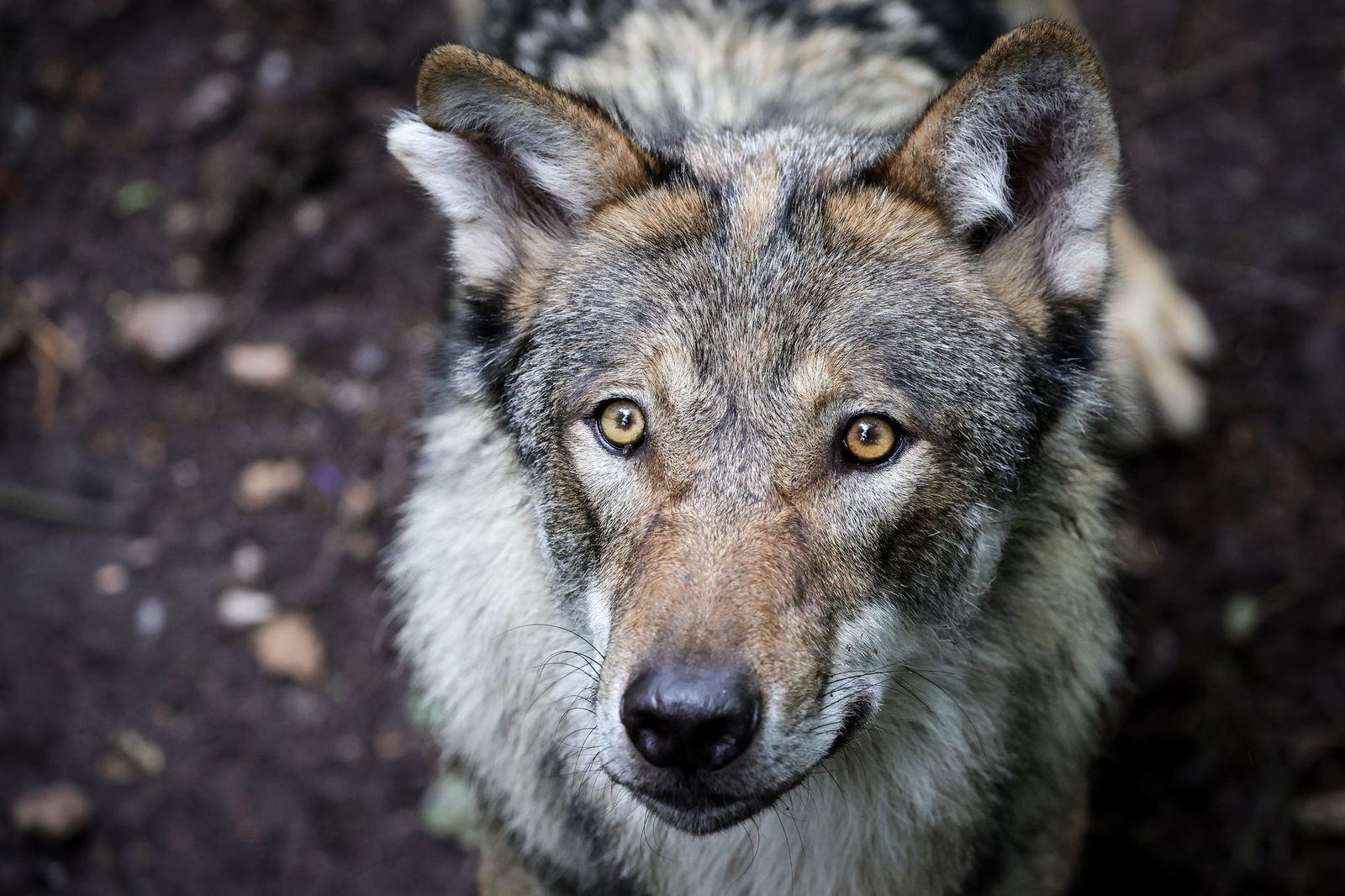 Die Wolf soll in Rheinland-Pfalz in das Jagdrecht aufgenommen werden. (Archivbild)