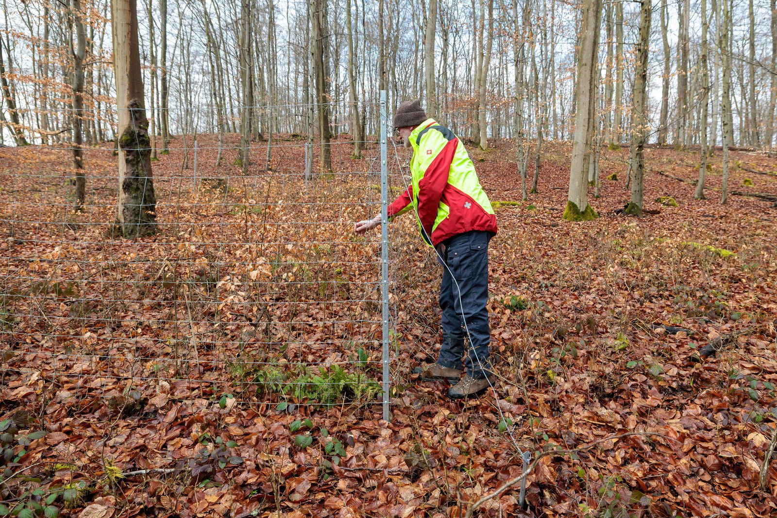 Kontrolliert wird der Unterschied der Wuchshöhe innerhalb und außerhalb des Gatters. 