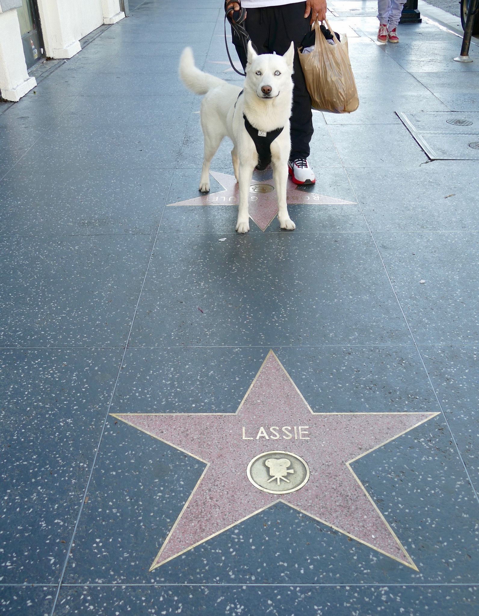 Lassie hat seit 1960 einen Stern im Herzen von Hollywood. (Archivbild)