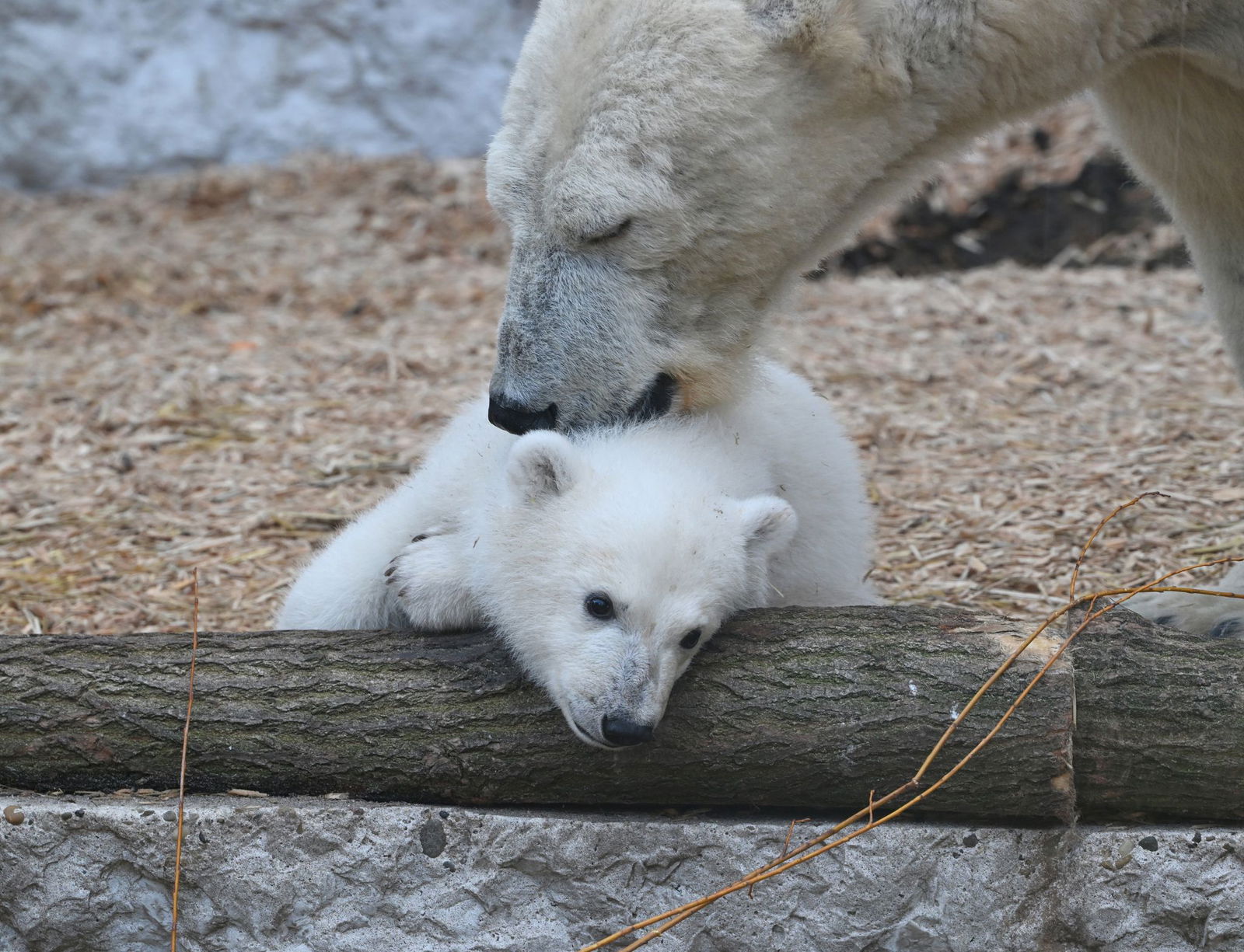Immer wieder döst der Kleine, bewacht von Mutter Nuka. (Archivbild)
