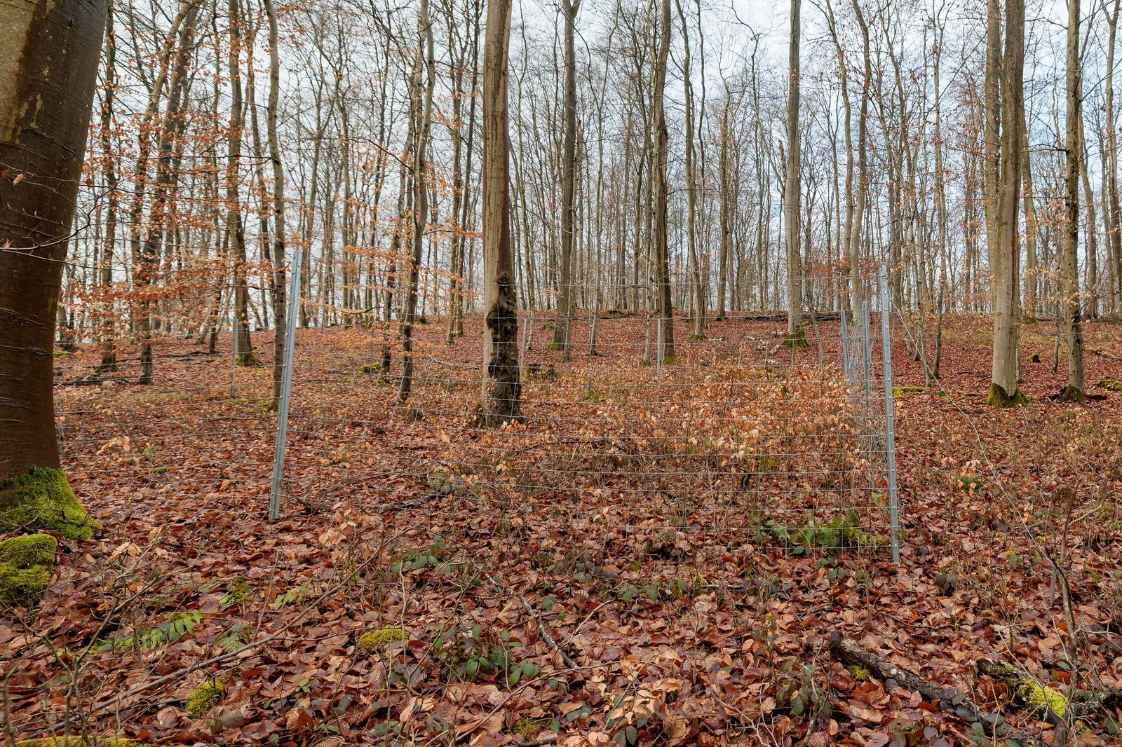 Mit Zäunen werden die jungen Bäume geschützt. 