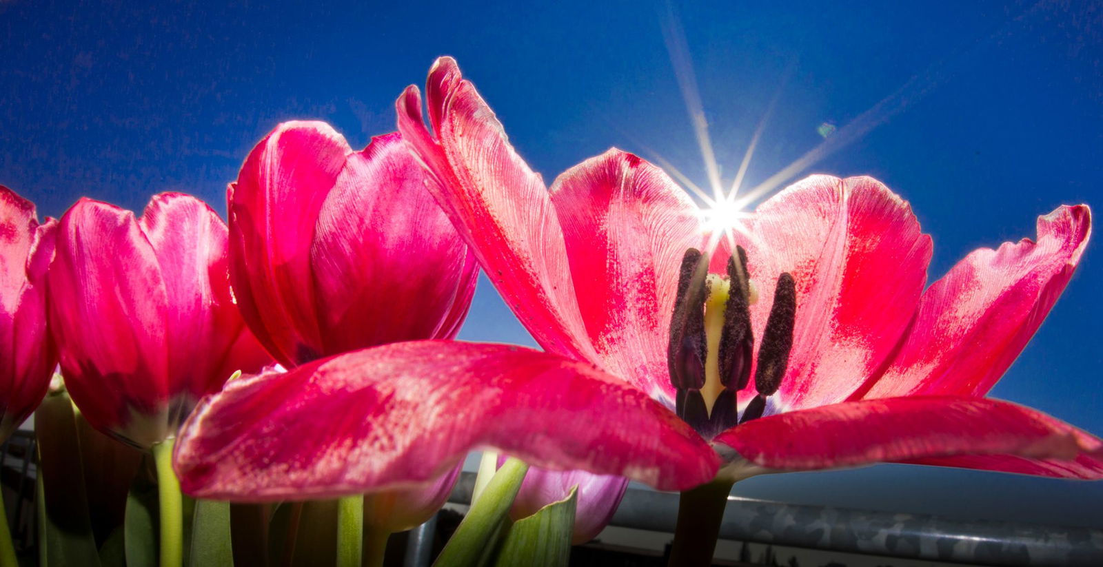 Auch Rehe erfreuen sich an prachtvollen Blüten. (Symbolfoto)