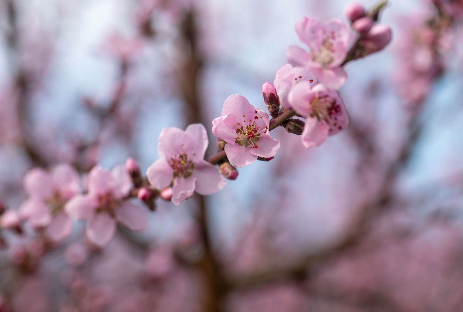 Die Blüte zieht viele Schaulustige an