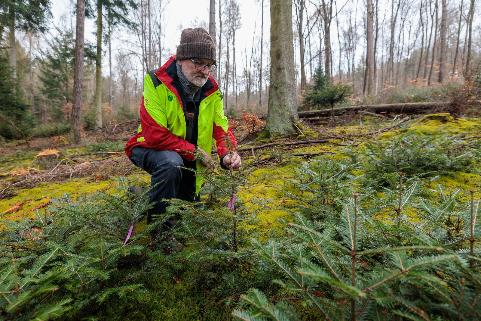 In Waldregionen mit konsequenter Jagd wachsen kleine Bäume. 