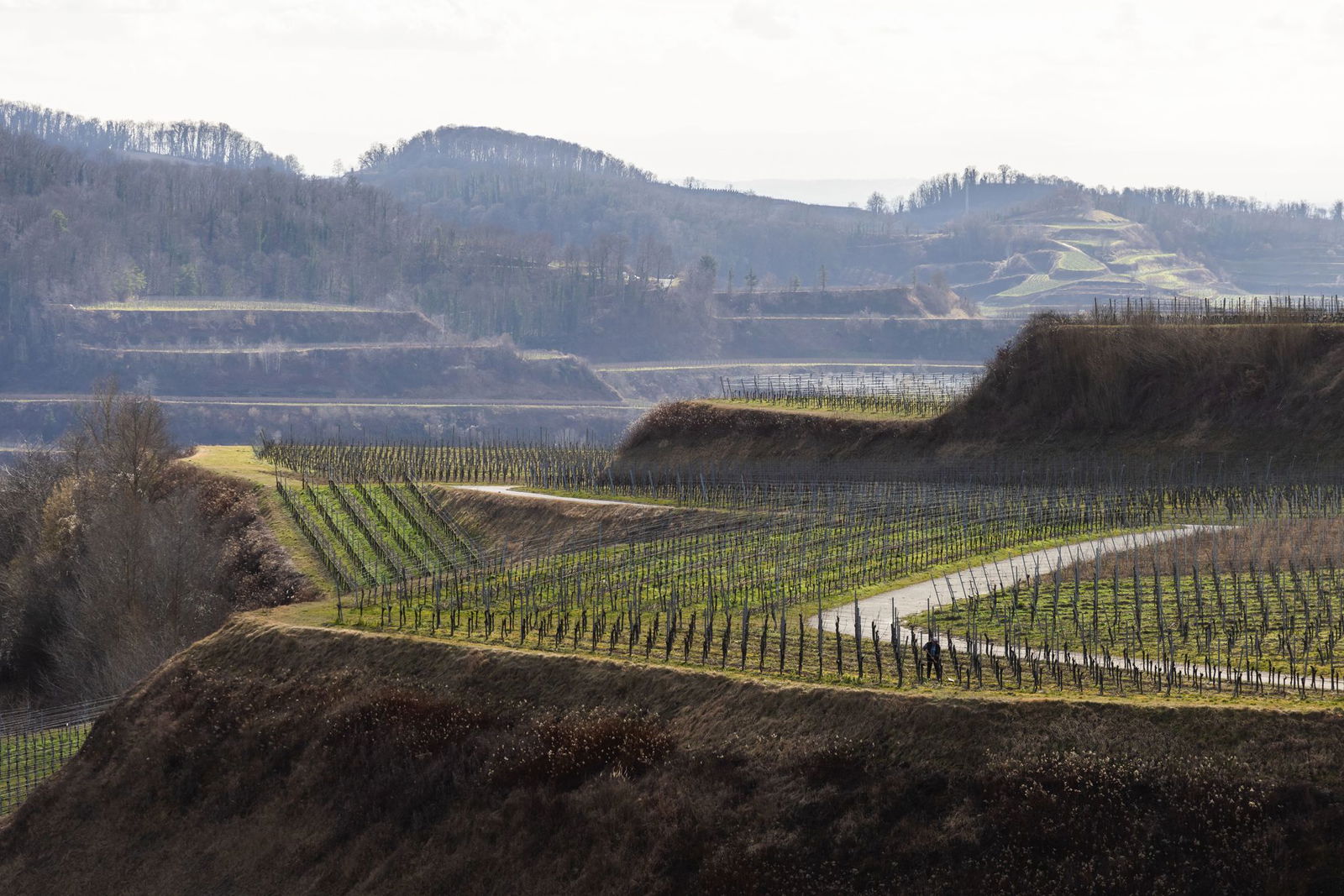 Der Weinbau im Südwesten sucht nach Auswegen aus der Krise. (Archivbild)
