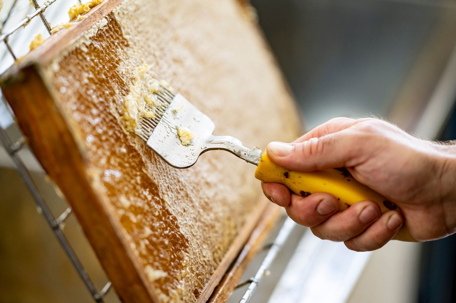 Regnerisches Wetter sorgt für eine geringere Honigernte. (Archivbild)