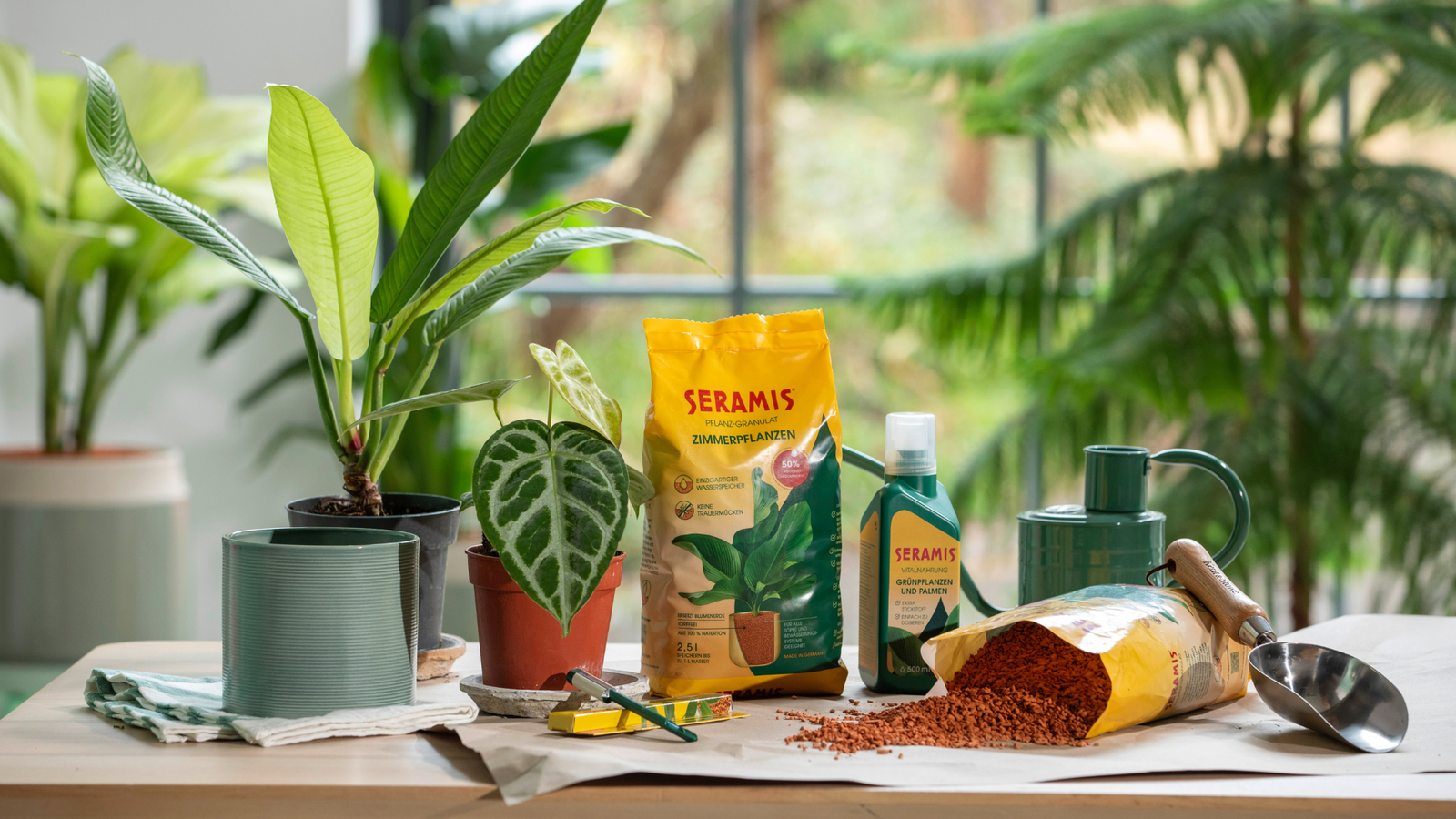 Topf statt Strauß – Schenke Immergrün!