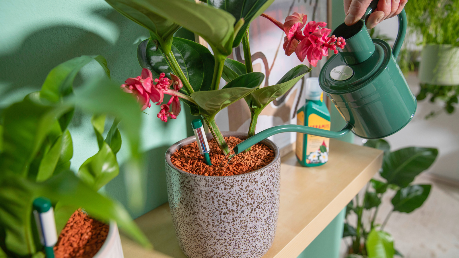 Topf statt Strauß – Schenke Immergrün!