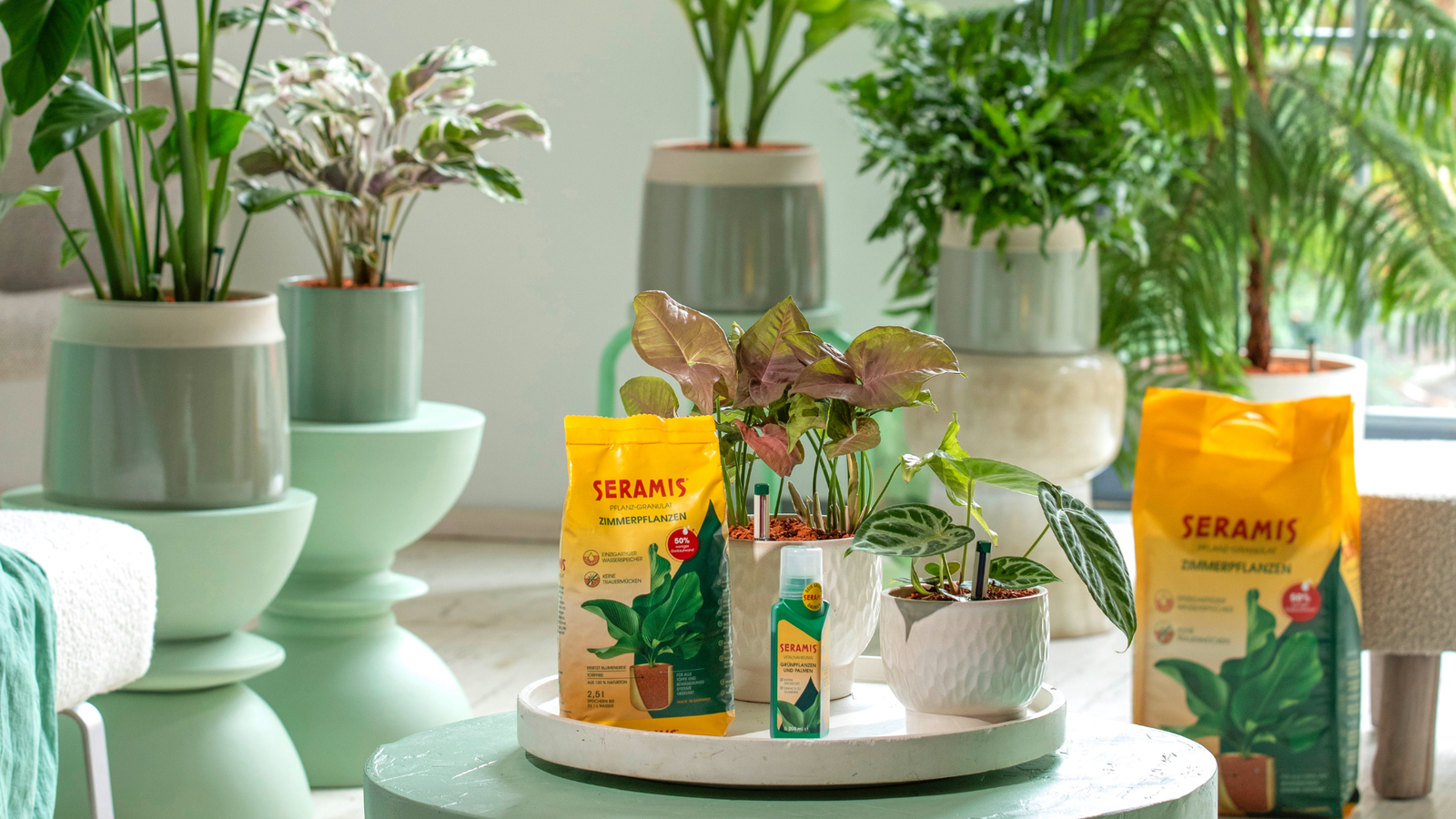 Topf statt Strauß – Schenke Immergrün!