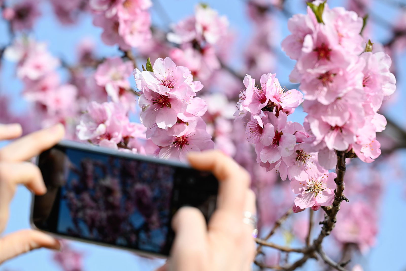 Es wird Frühling: In der Pfalz blühen die Mandelbäume. (Symbolbild)