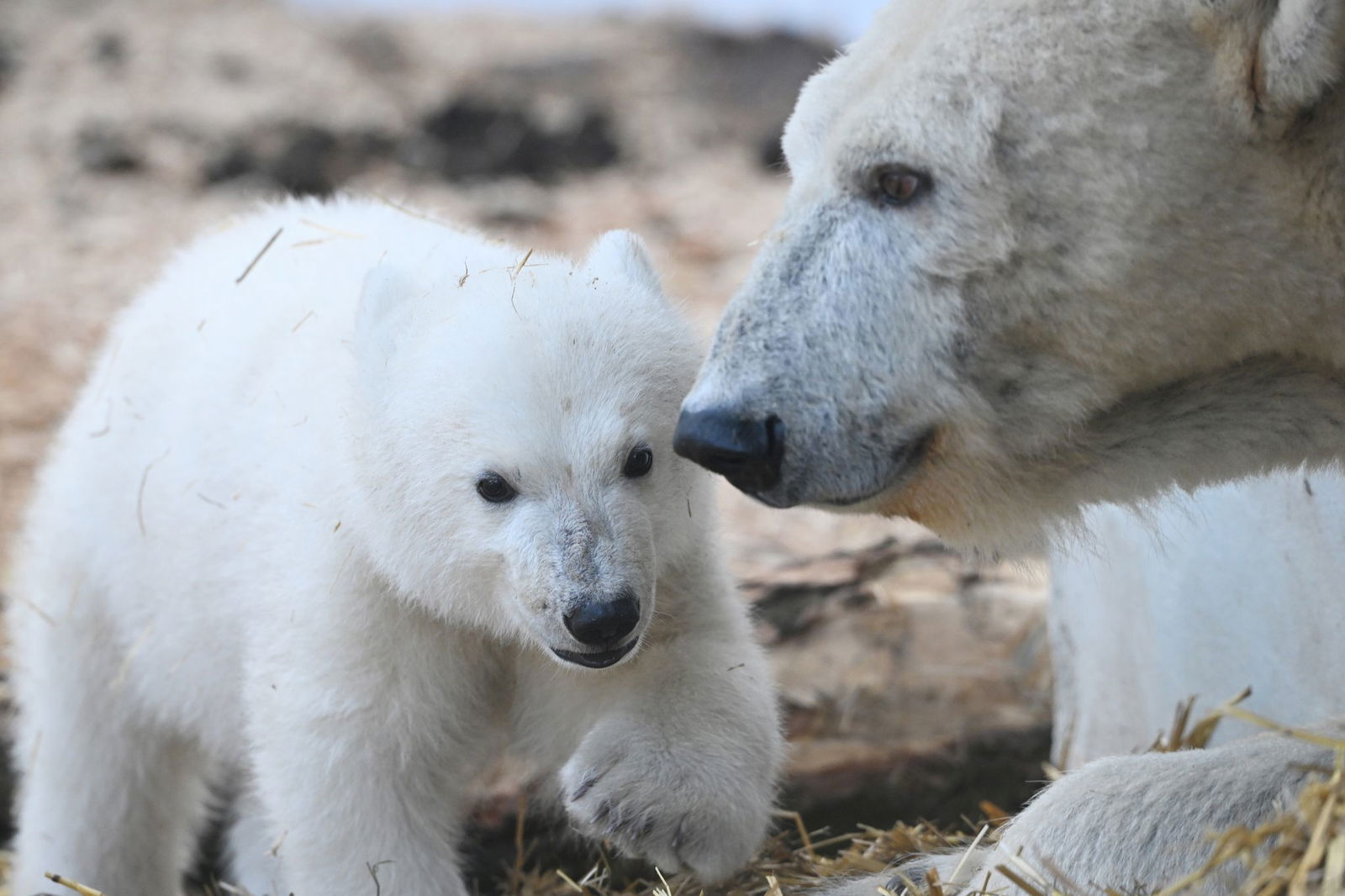 Mutter Nuka lässt ihren Nachwuchs nicht aus den Augen.