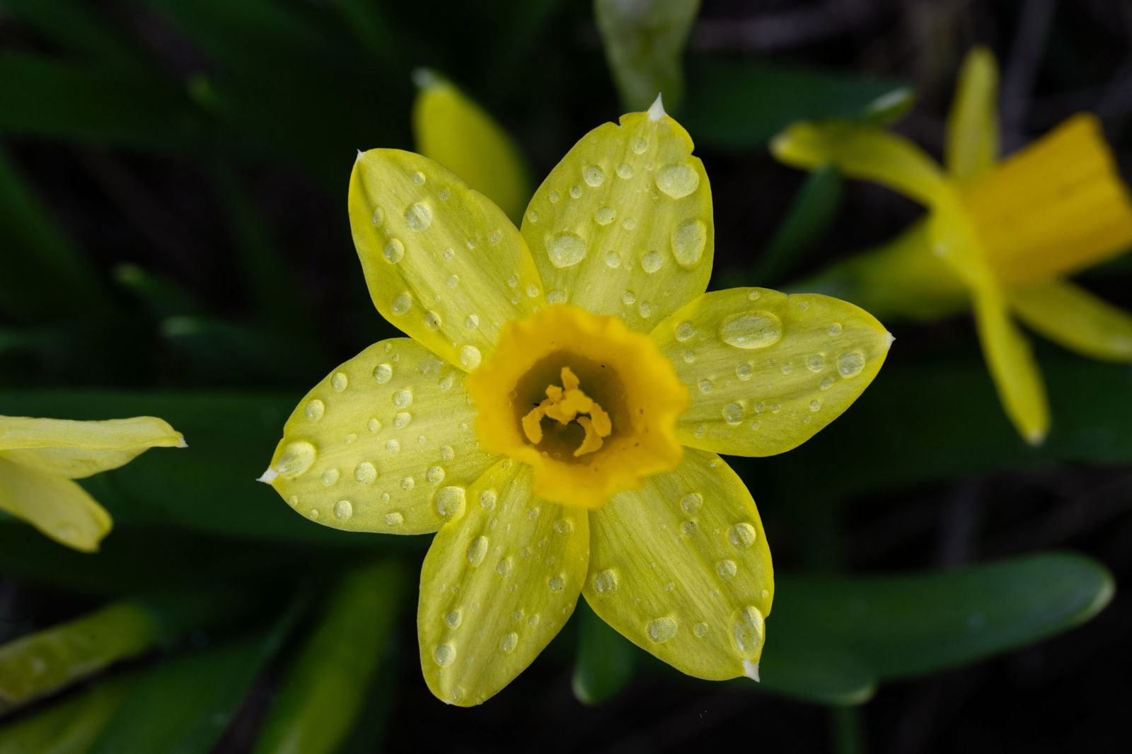 Bei frühlingshaften Temperaturen wird es in der neuen Woche nass. (Archivbild)