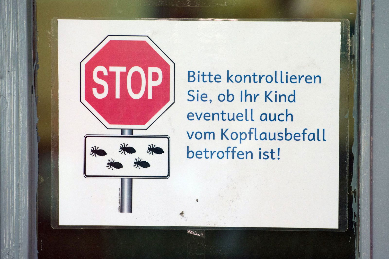 Eltern sollen die Kitas und Schulen zügig über den Befall ihrer Kinder mit Kopfläusen informieren. (Foto-Illustration)