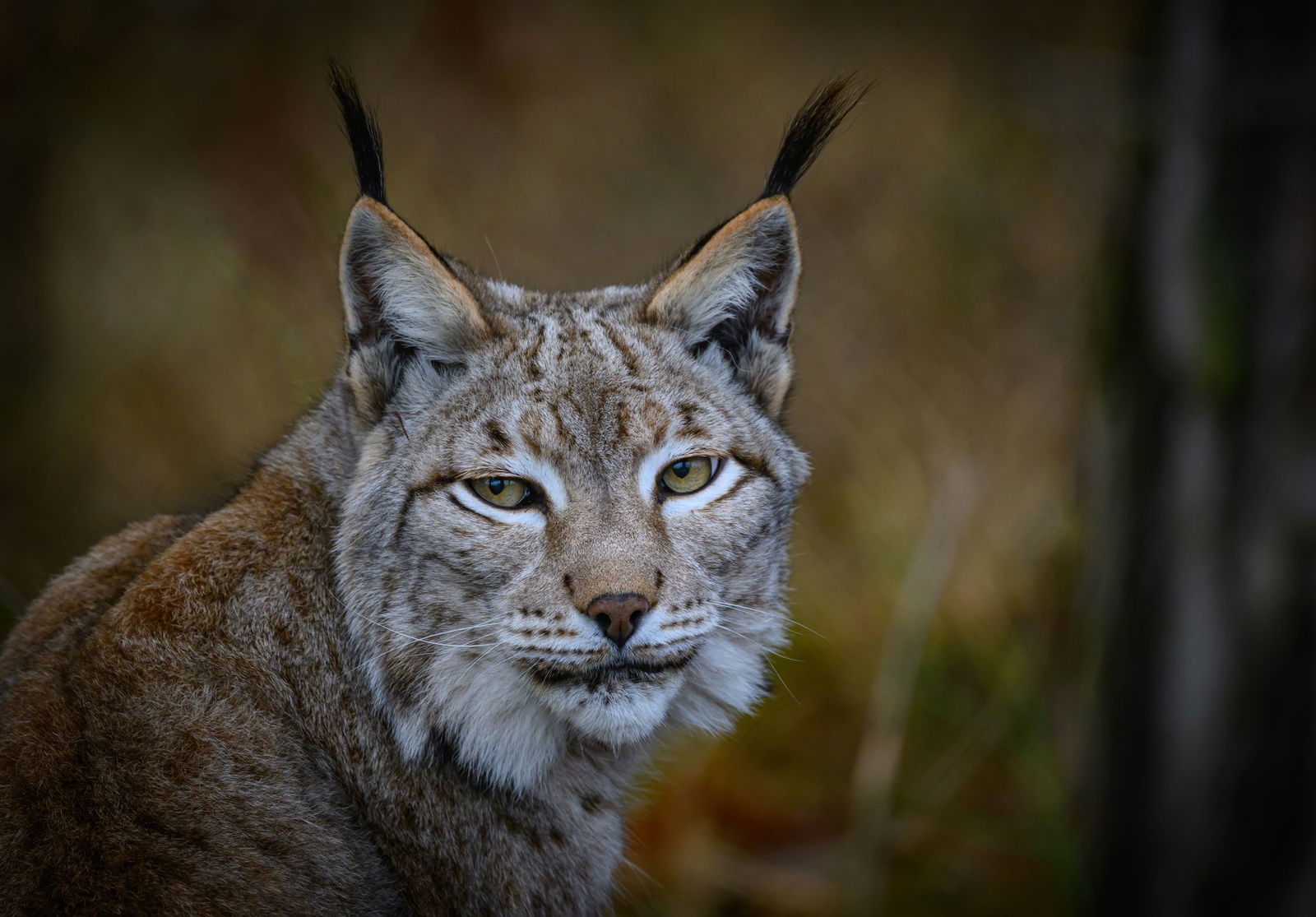 Ein durch das Land streifender Luchs ist in Baden-Württemberg überfahren worden. (Archiv)