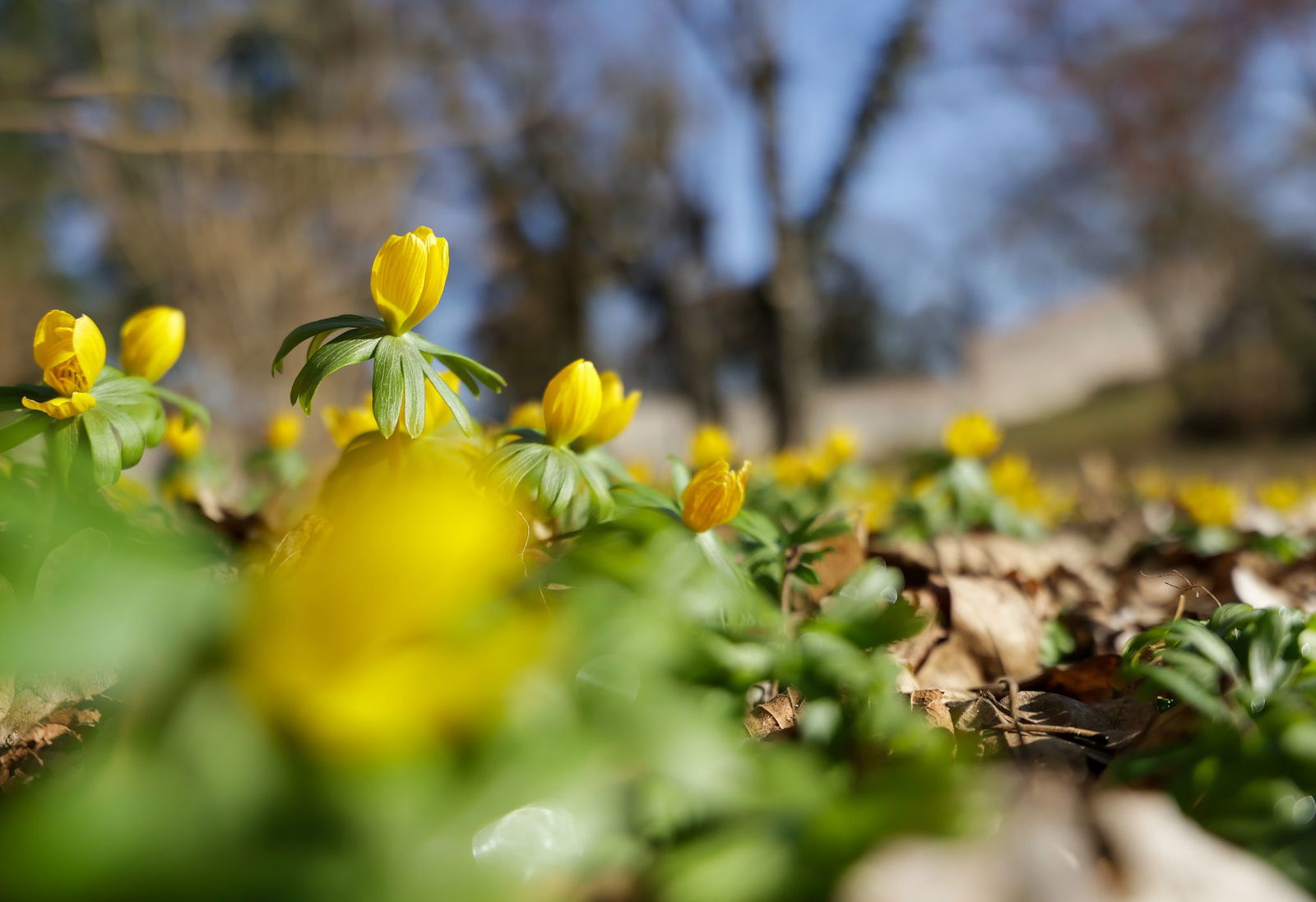 Frühlingshafte Temperaturen locken am Wochenende  (Foto-Aktuell)