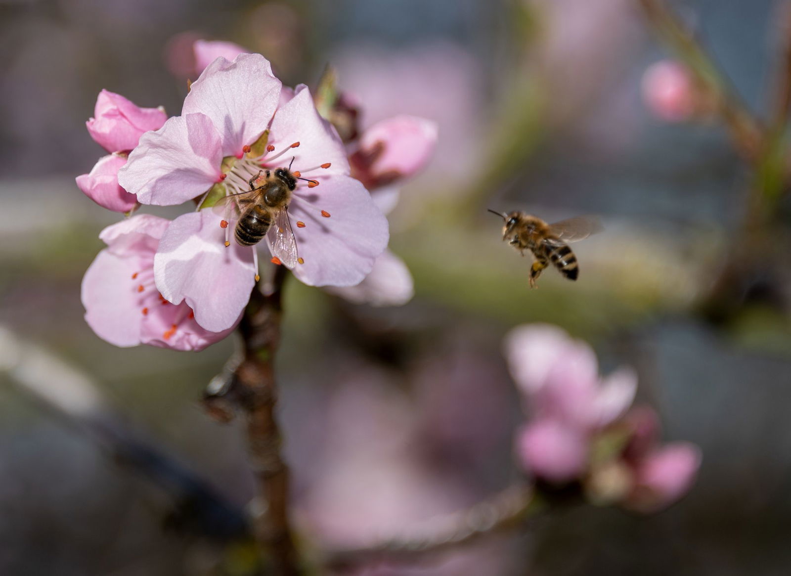 Der rote Weinbergpfirsich erfreut sich immer größerer Beliebtheit. (Archivbild)