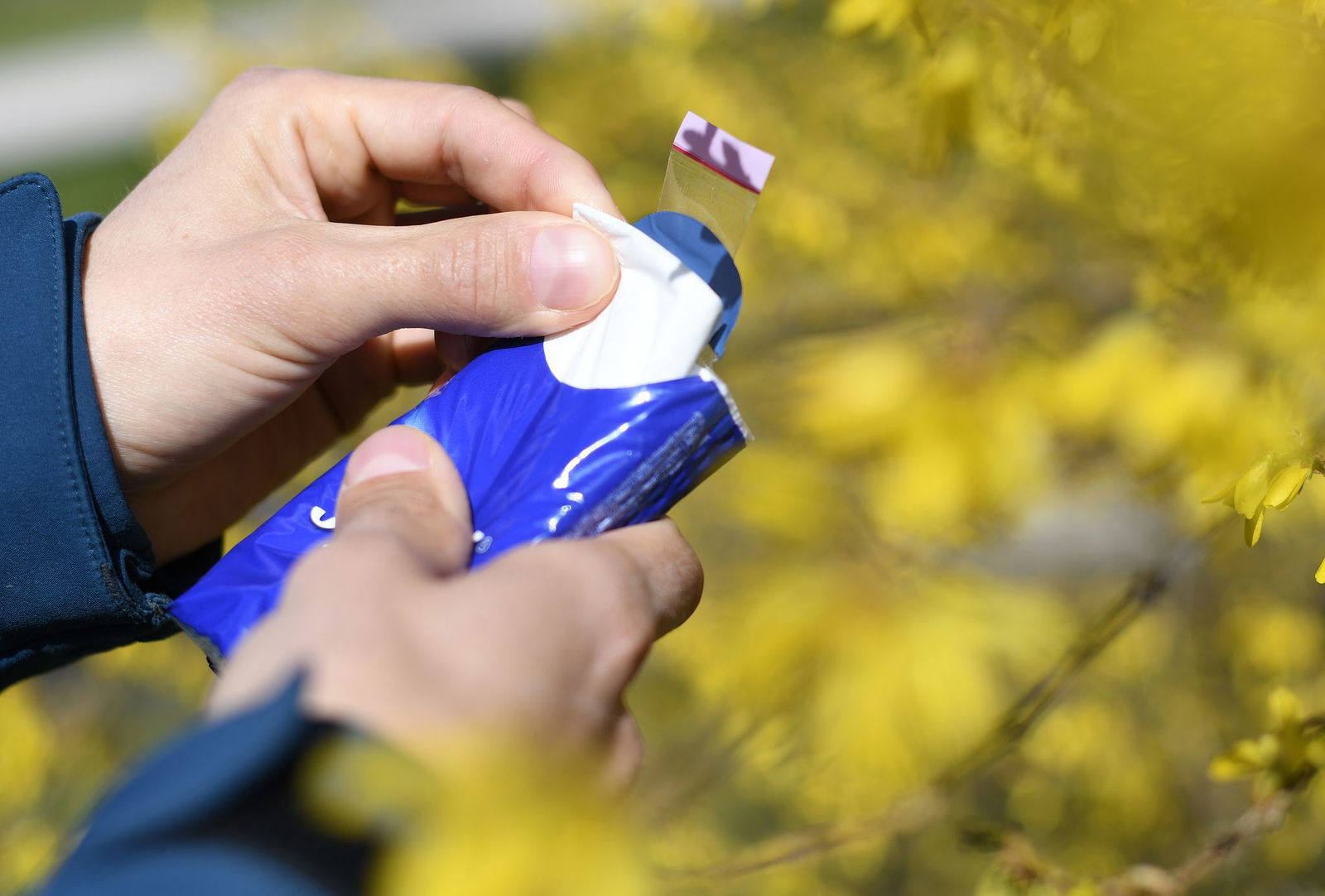 Vor allem Erle und Hasel sorgen bei Allergikern im Südwesten in den kommenden Tagen für laufende Nasen. (Symbolbild)