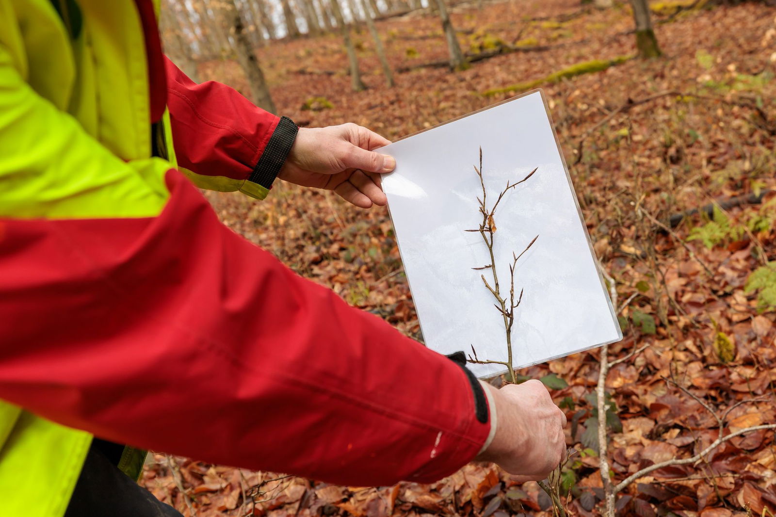 Verbiss-Gutachten werden erstellt. 