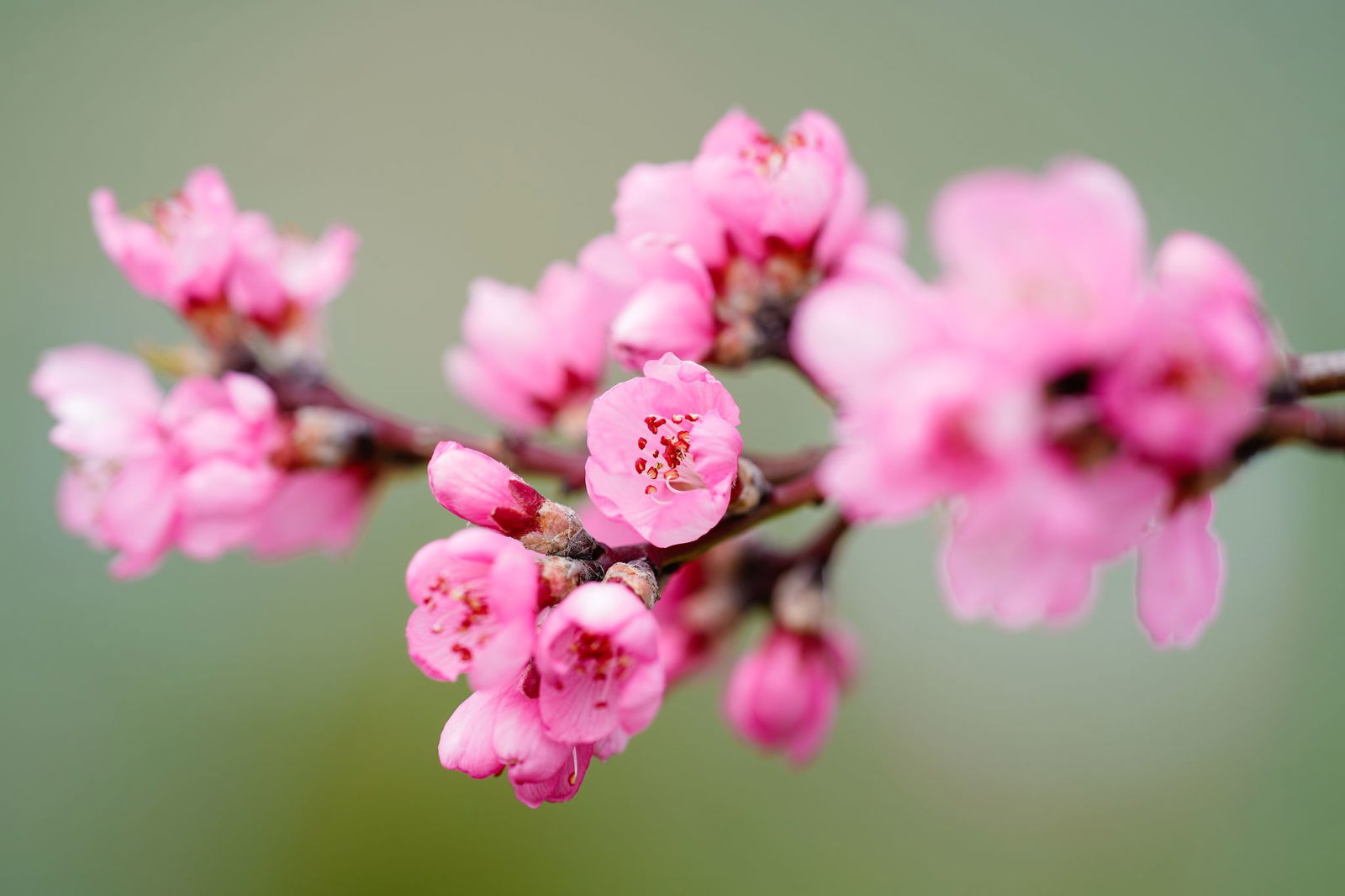 Die Mandelbäume blühen wieder im Neustädter Ortsteil Gimmeldingen (Archivfoto). 