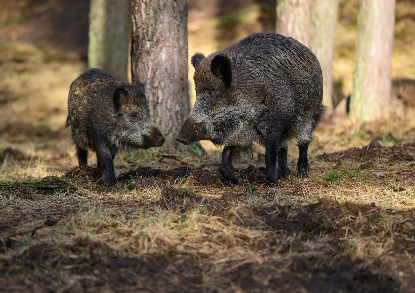Die Wildschweinpopulation wächst und wächst. (Archivbild)