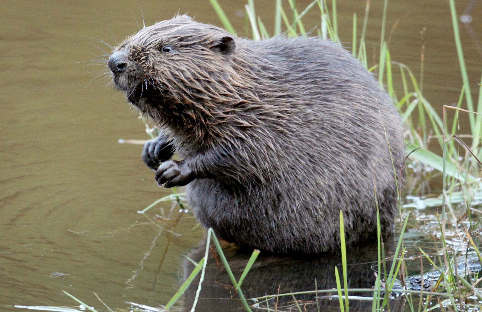 Die beiden Biber springen nach ihrer Rettung in einen Fluss. (Symbolbild)