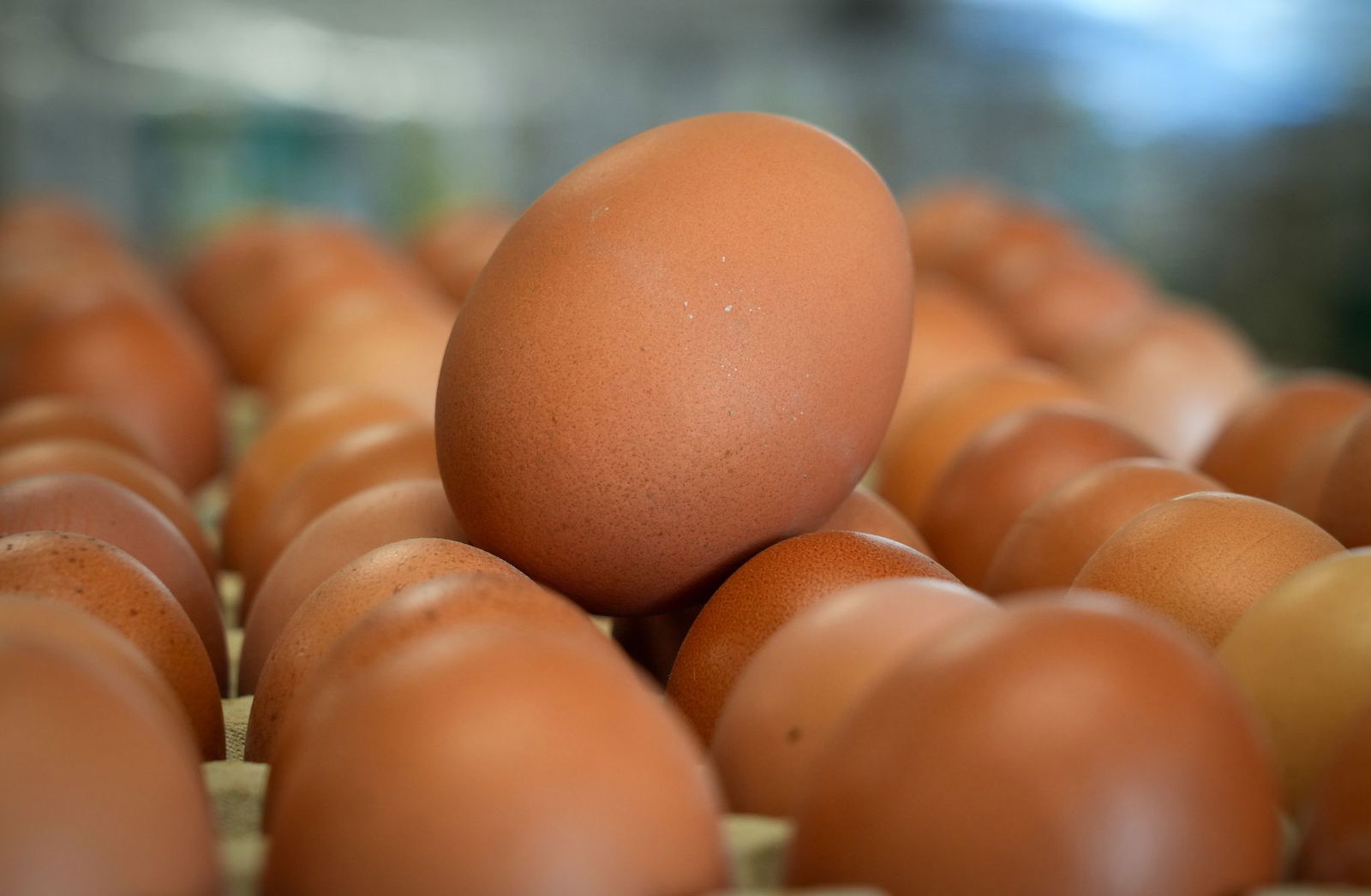 Beide Frauen hätten jeweils mehr als ein dutzend Eier geworfen, sagte ein Polizeisprecher. (Symbolbild)