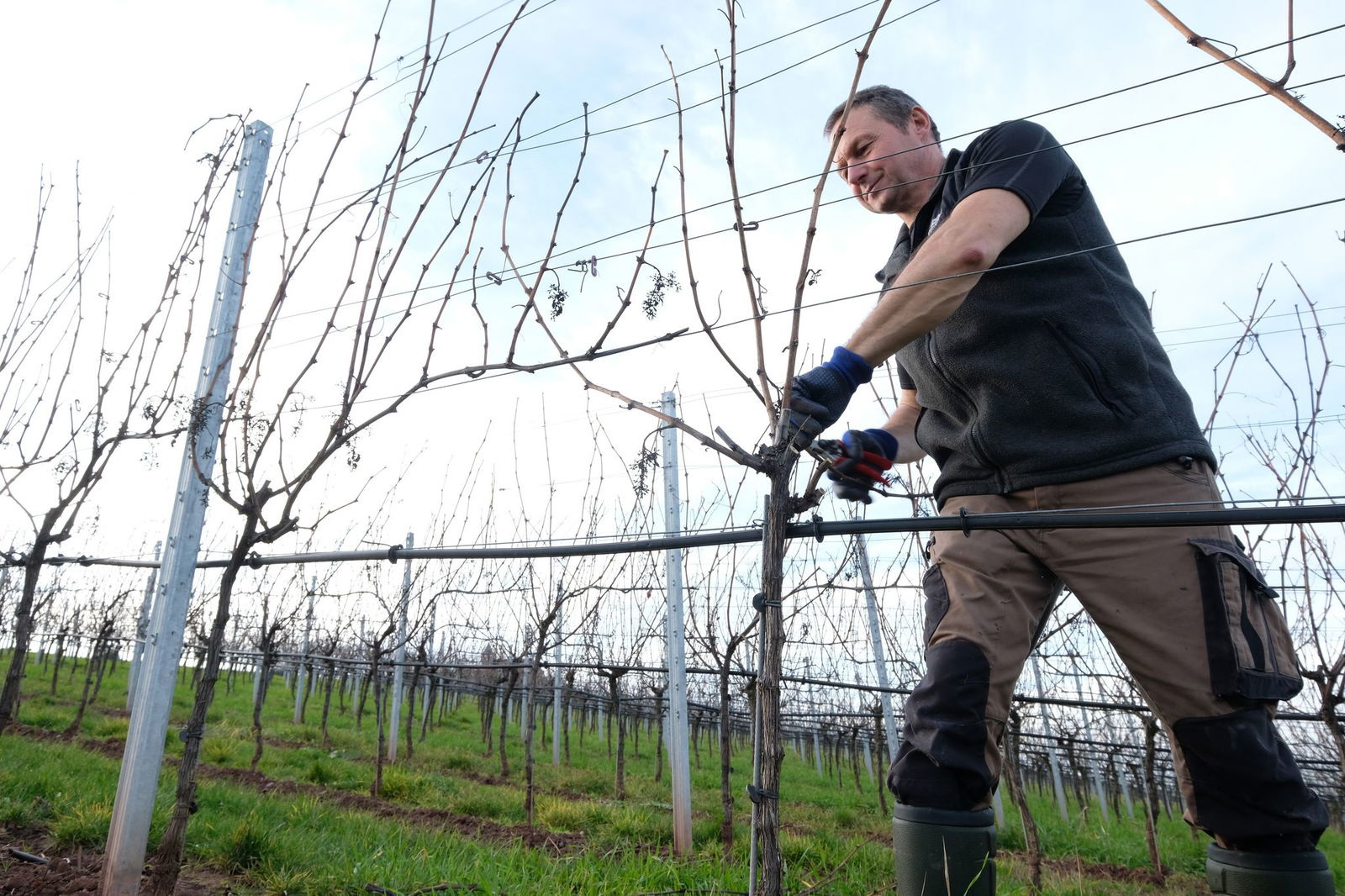 Das Land fördert auch den Anbau in Steillagen. (Archivbild)
