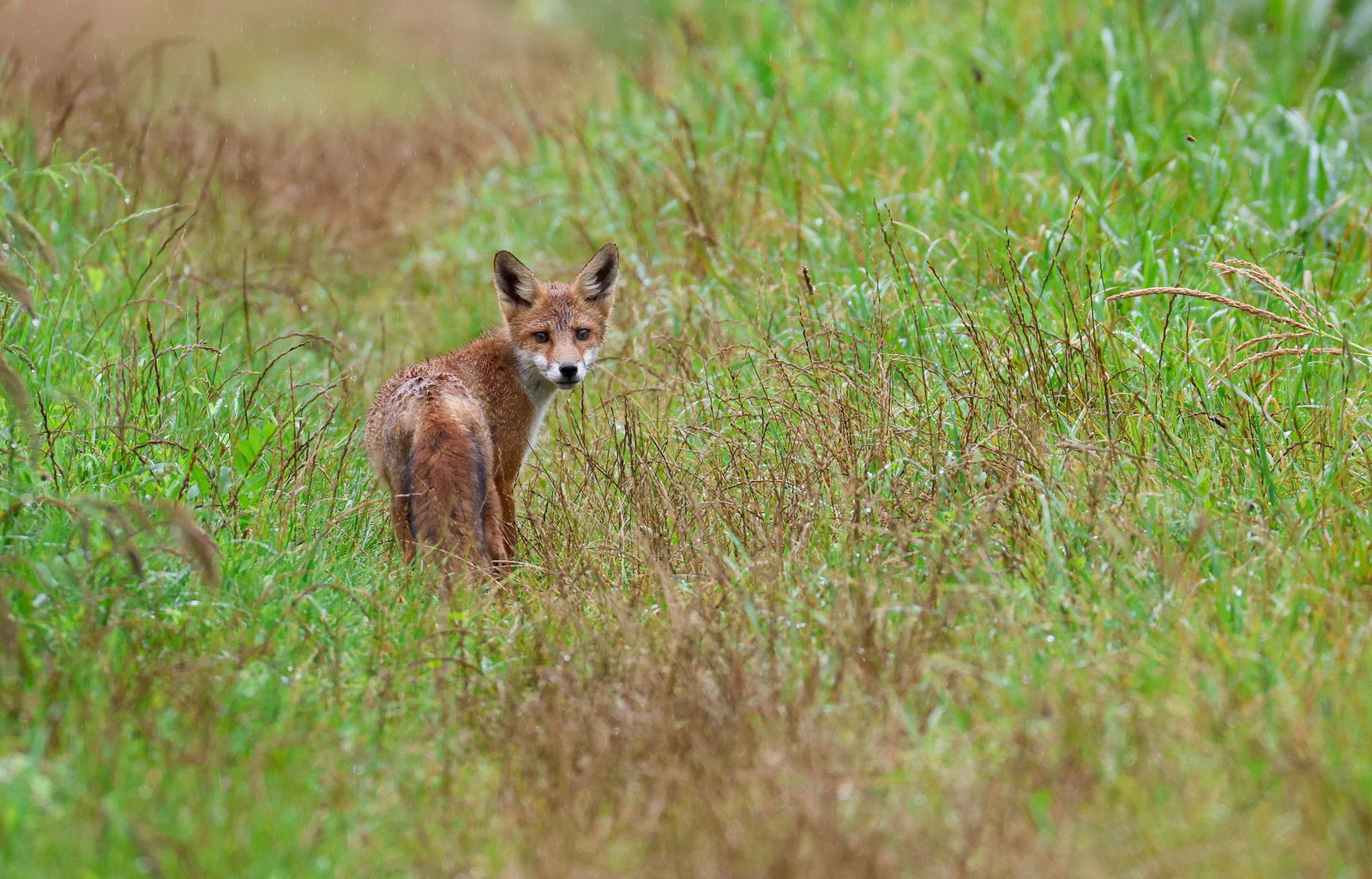 Mehrere Fälle von Fuchsräude sind im Raum Zweibrücken aufgetreten. 