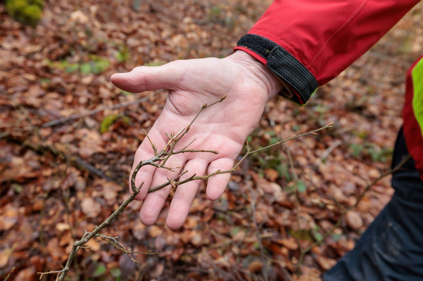 Rehe sind durch ihr Fressverhalten für viele Schäden im Wald verantwortlich.