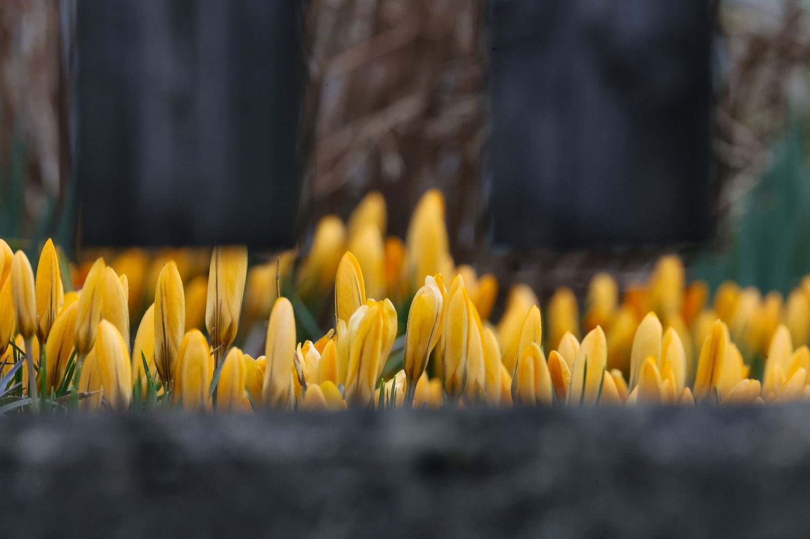 In Baden-Württemberg werden frühlingshafte Temperaturen erwartet. 