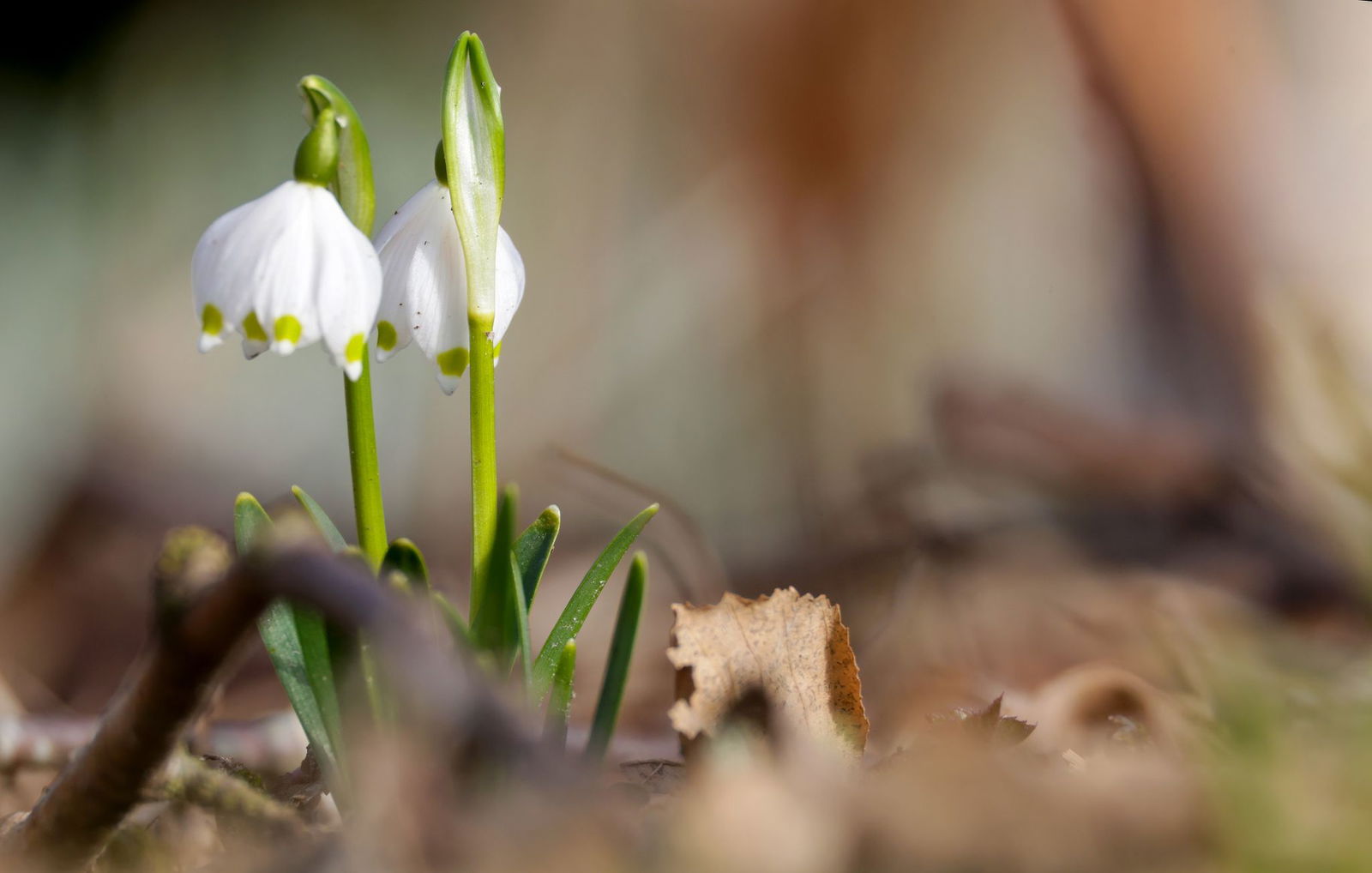 Neben der Sonne können sich die Menschen im Land auch an den blühenden Frühlingsboten erfreuen.