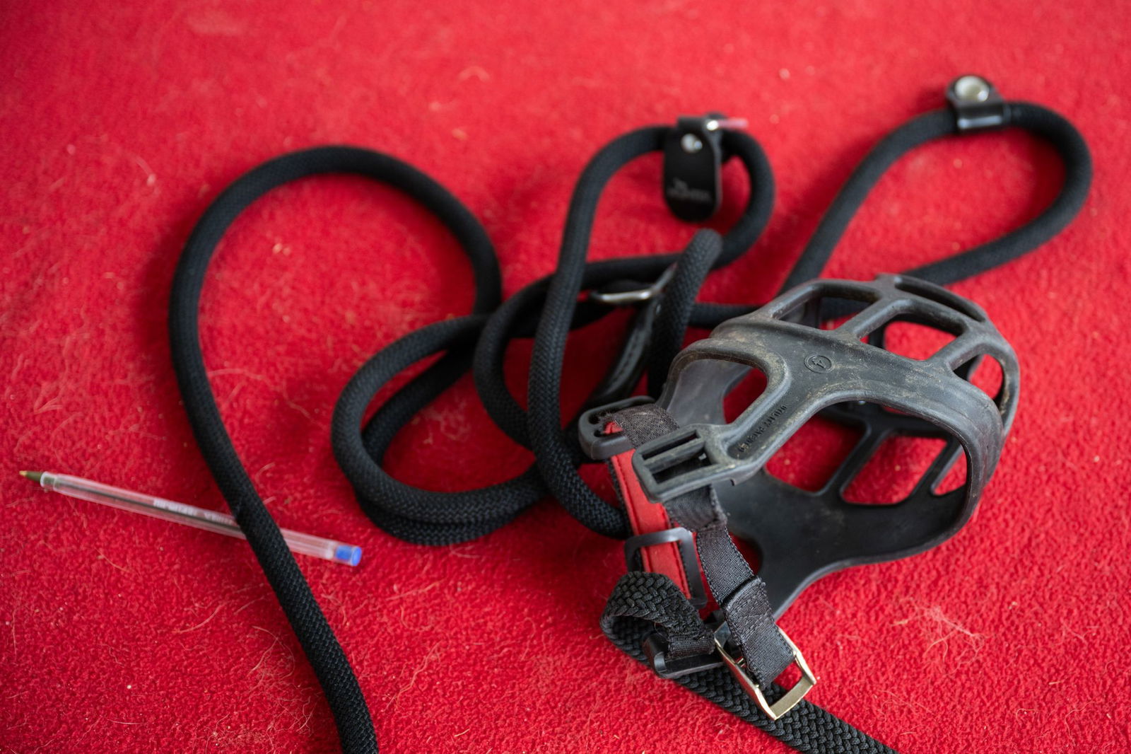 Nach dem Angriff auf ein spielendes Mädchen muss ein Hund in Öhringen an die Leine genommen werden und einen Maulkorb tragen. (Symbolbild)