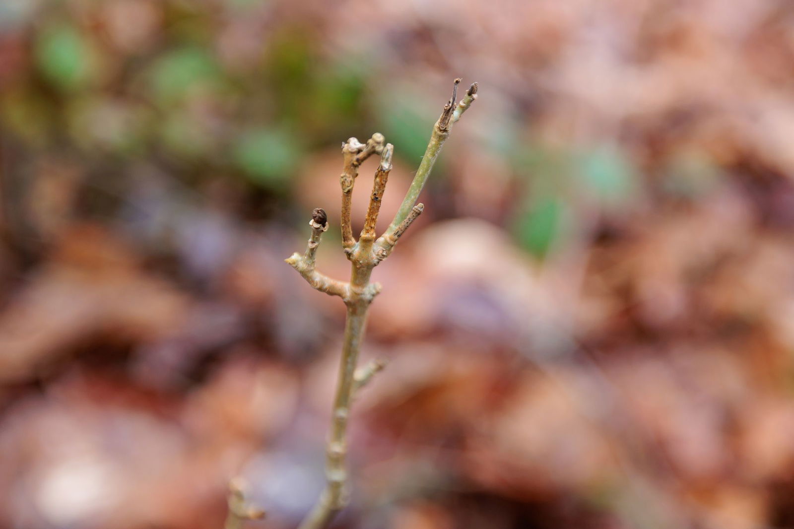 Von Januar bis März ist die schwierigste Zeit für die Förster wegen der vielen Verbiss-Schäden.  