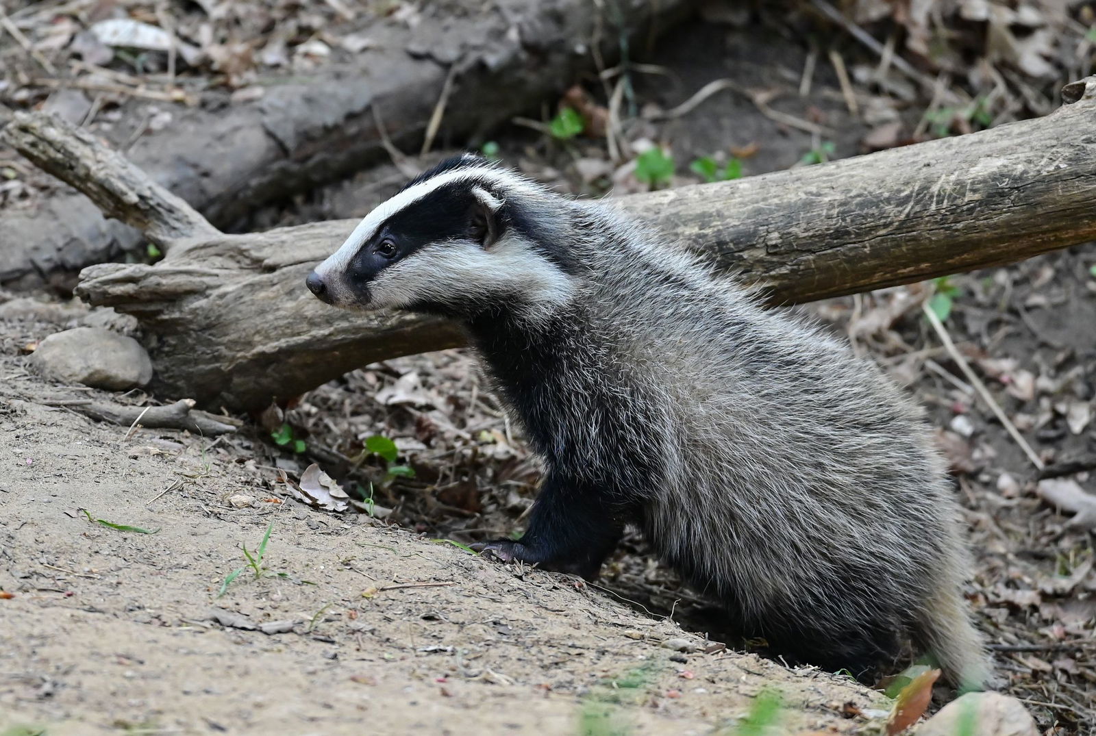 Vor der Reparatur wird geprüft, dass die Tiere nicht mehr in den Bauten sind. (Symbolfoto)