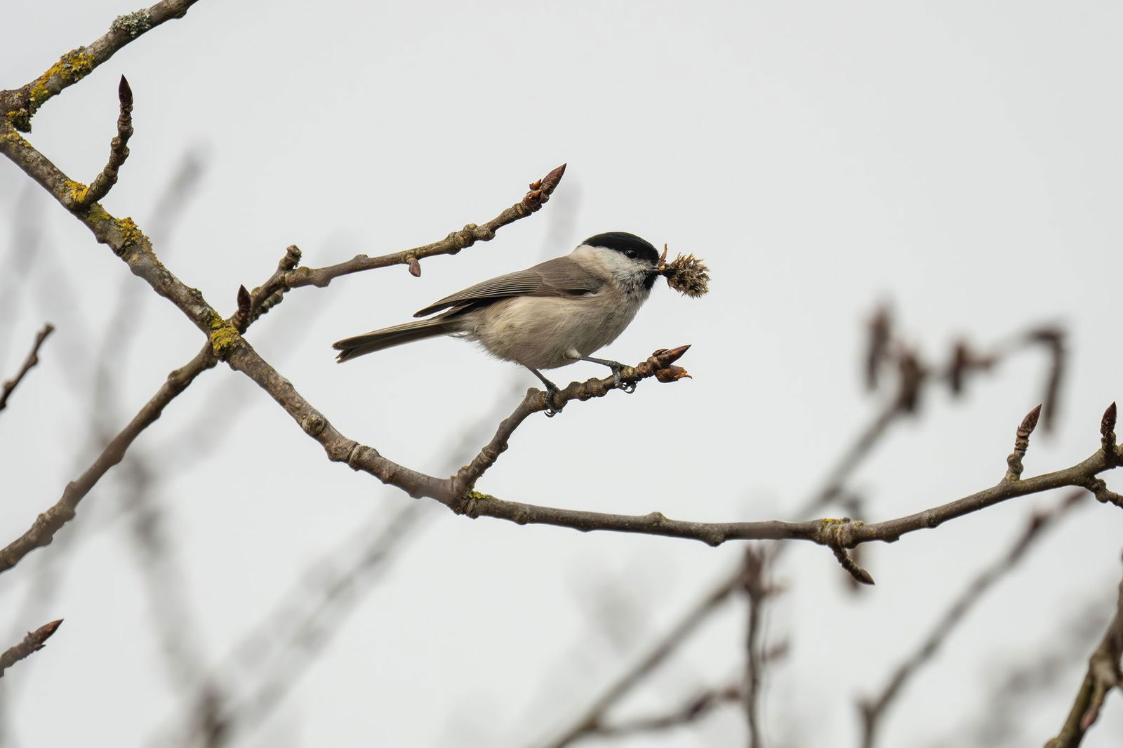 Zwei Vormittage versprechen der Vorhersage zufolge viel Sonne, dann ziehen Wolken auf.
