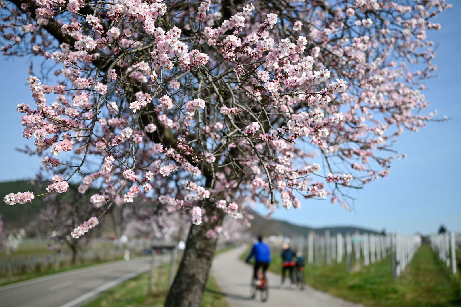 Rosa Blüten erfreuen wieder Ausflügler in der Pfalz.