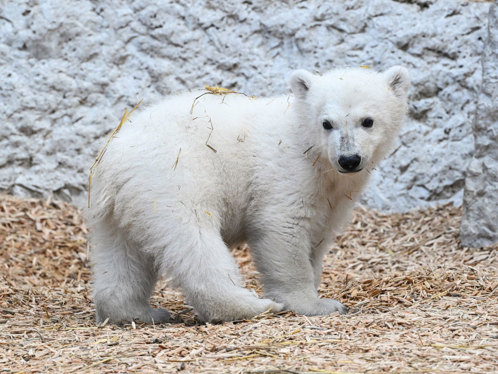Der kleine Eisbär dürfte ab Mittwoch zum Publikumsmagneten im Karlsruher Zoo werden. (Archivbild)